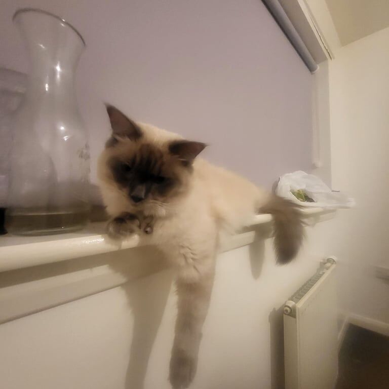 Ragdoll kittens for sale in East End, East Riding of Yorkshire – 1 year old - Image 2 of 3