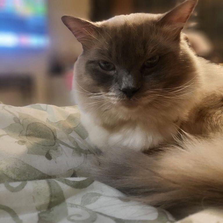 Ragdoll kittens for sale in East End, East Riding of Yorkshire – 1 year old - Image 3 of 3
