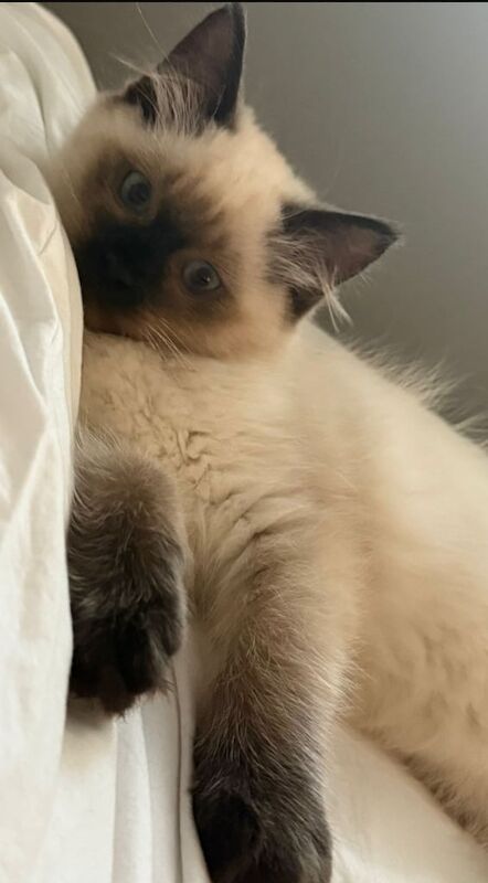 Ragdoll kittens for sale in Bromley, Greater London – 3 months old - Image 2 of 4