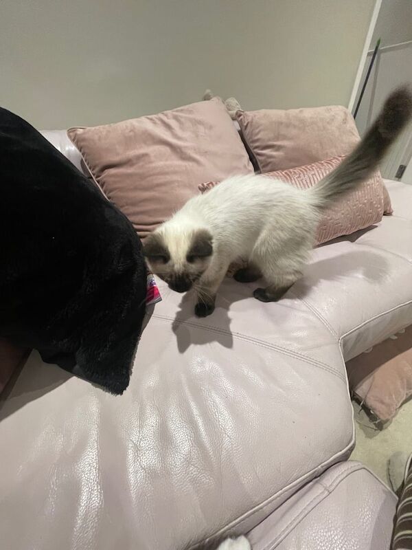 Ragdoll kittens for sale in Bromley, Greater London – 3 months old - Image 3 of 4