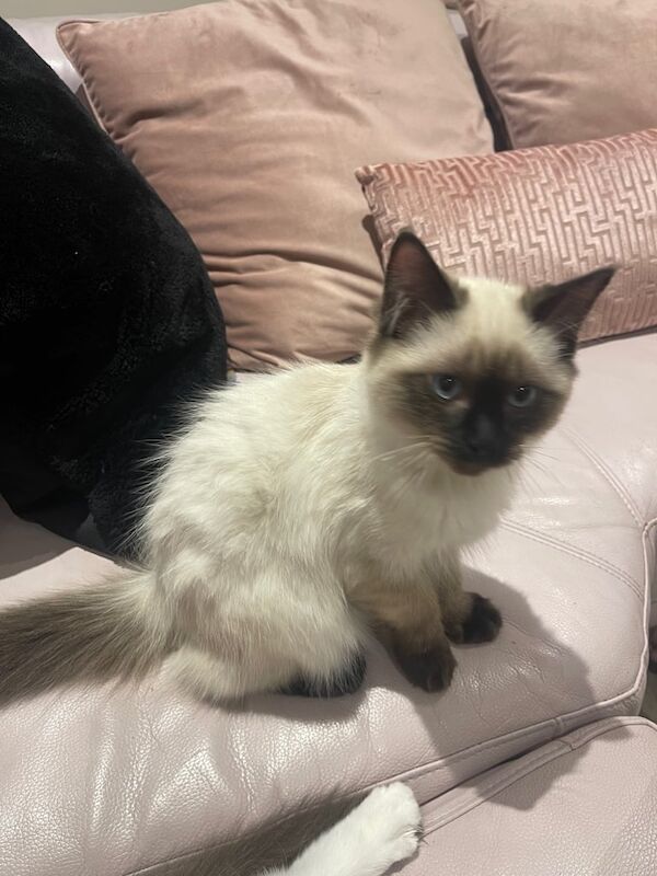 Ragdoll kittens for sale in Bromley, Greater London – 3 months old - Image 4 of 4