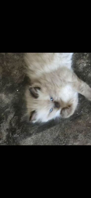 Ragdoll kittens for sale in Alloa, Clackmannan – 8 weeks old - Image 2 of 3
