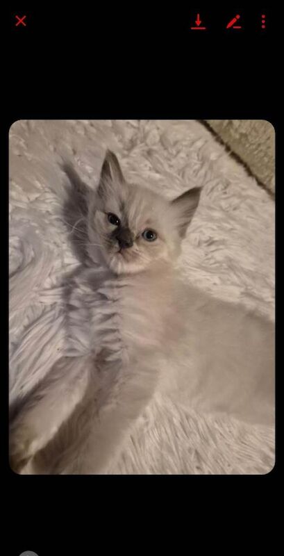 Ragdoll kittens for sale in Alloa, Clackmannan – 8 weeks old - Image 3 of 3
