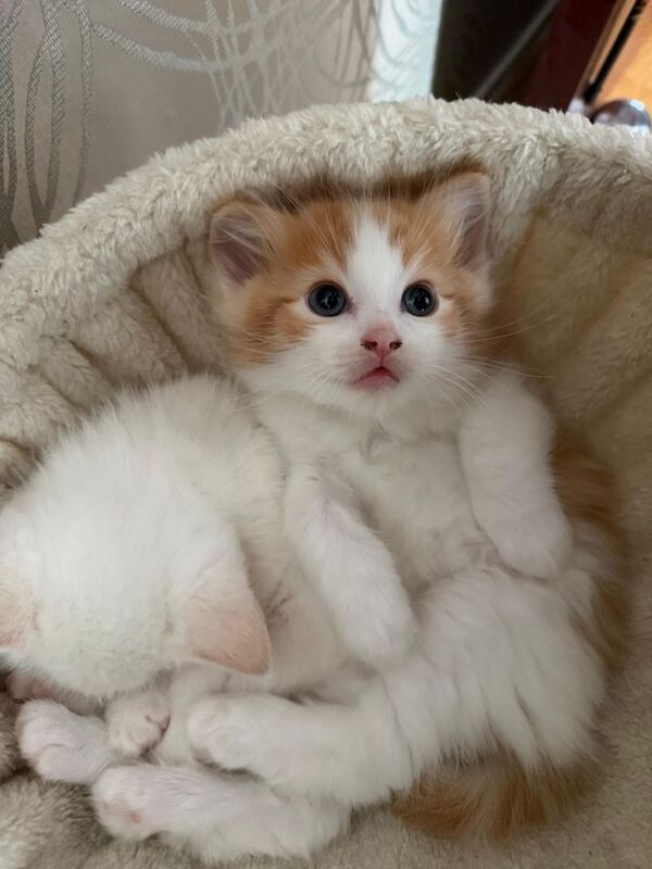 Male Ragdoll Kitten