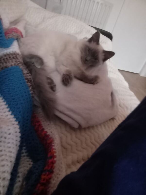 Ragdoll kittens for sale in Dyce, City of Aberdeen – 4 months old