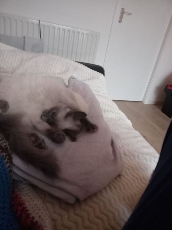 Ragdoll kittens for sale in Dyce, City of Aberdeen – 5 months old - Image 2 of 3