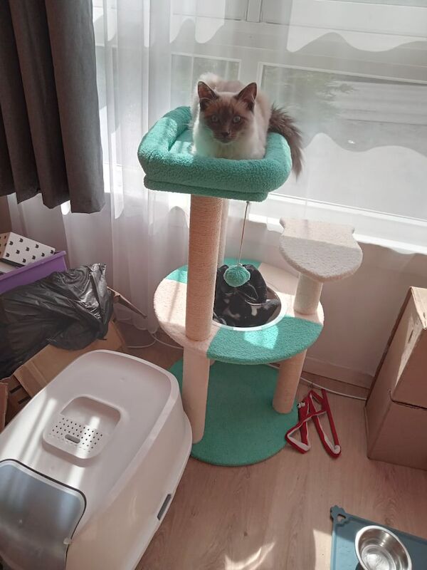Ragdoll kittens for sale in Dyce, City of Aberdeen – 5 months old - Image 3 of 3