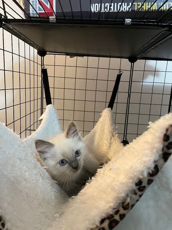 Ragdoll kittens for sale in Newthorpe, Nottinghamshire – 8 weeks old