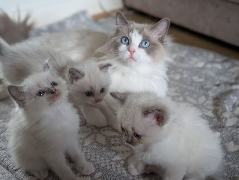 Male Ragdoll kittens for sale in Kingsteignton, Devon