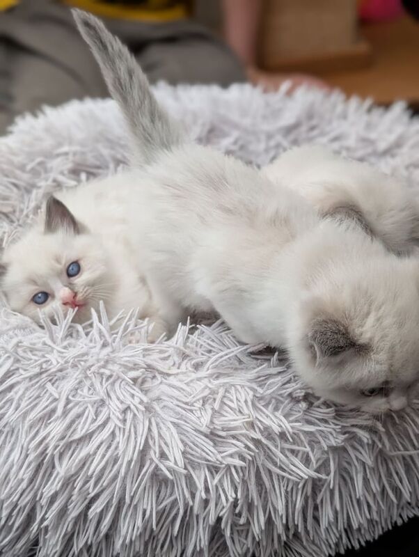 Male Ragdoll kittens for sale in Kingsteignton, Devon | Image 2