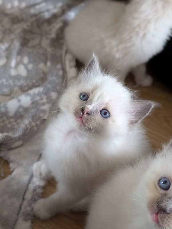 Male Ragdoll kittens for sale in Kingsteignton, Devon | Image 3
