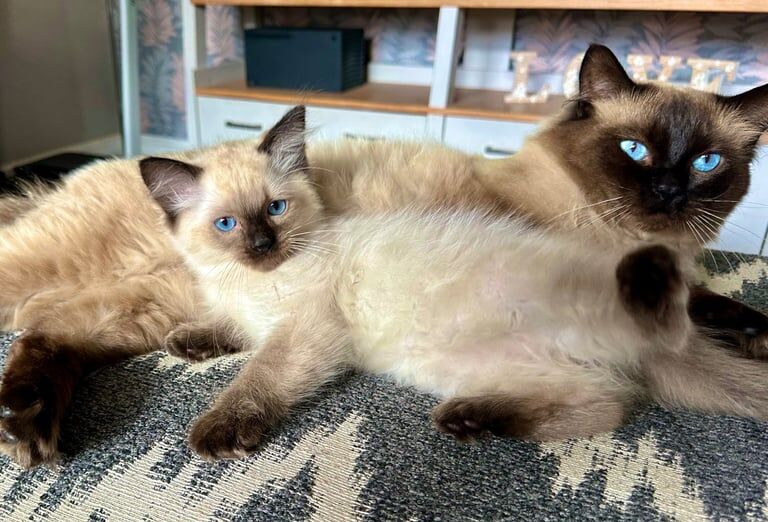 Ragdoll kittens for sale in Kinver, Staffordshire – 11 weeks old