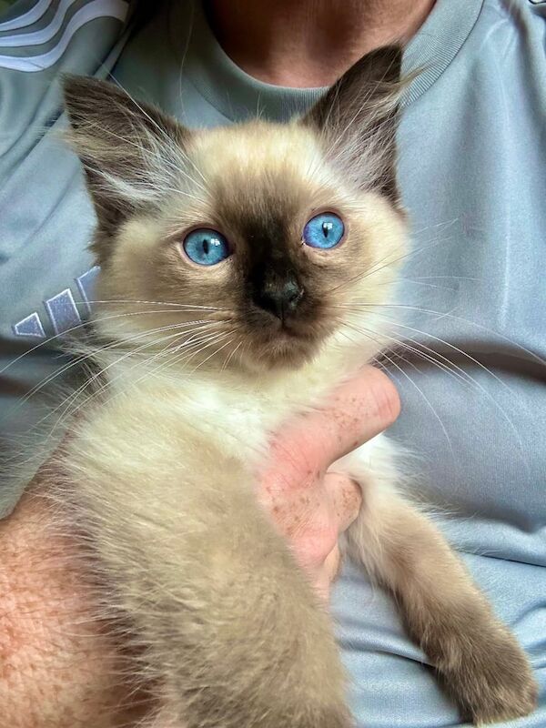 Ragdoll kittens for sale in Kinver, Staffordshire – 11 weeks old - Image 3 of 3