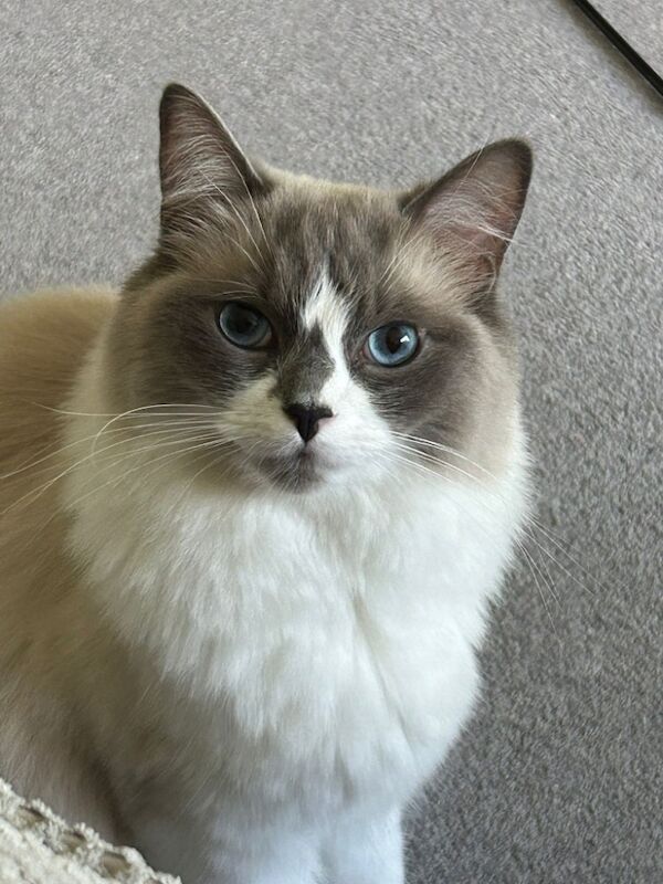 Ragdoll kittens for sale in Tadworth, Surrey – 2 years old