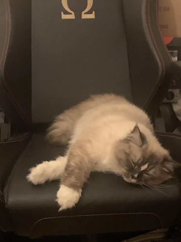 Ragdoll kittens for sale in Worthing, West Sussex – 3 years old