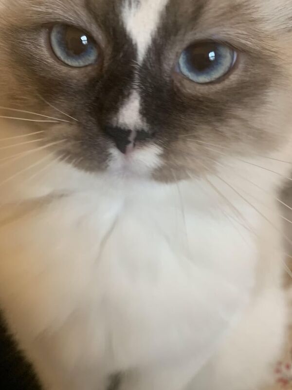 Ragdoll kittens for sale in Worthing, West Sussex – 3 years old - Image 2 of 3