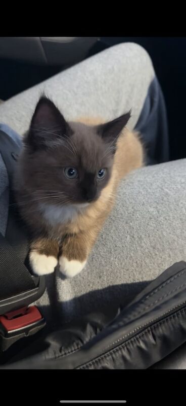 Ragdoll kittens for sale in Carrickfergus, County Antrim – 11 weeks old