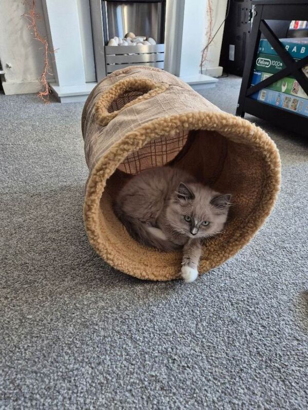 Ragdoll Kittens For Sale