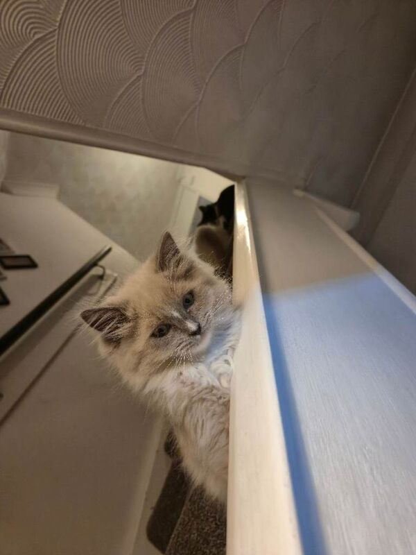 Mink ragdoll boy - Image 2 of 5