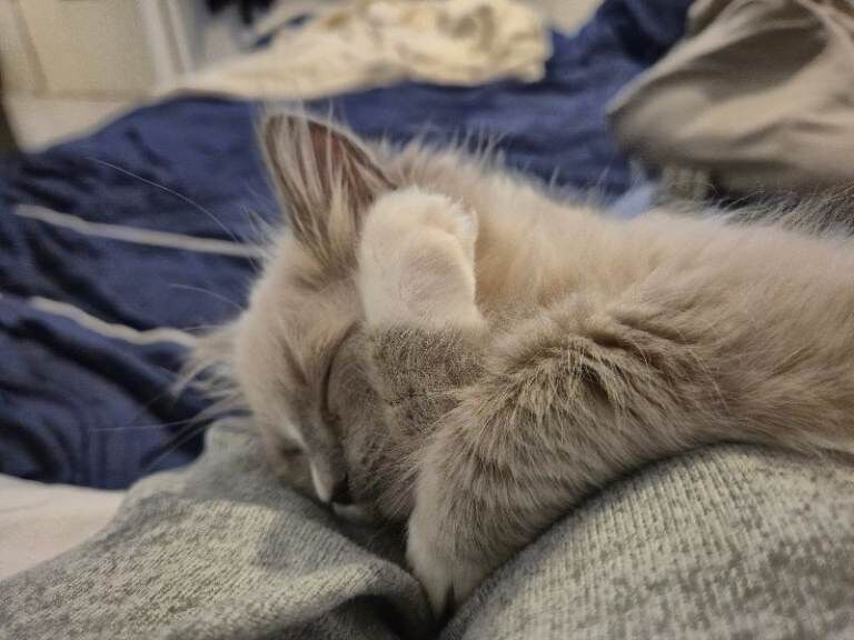Mink ragdoll boy - Image 3 of 5