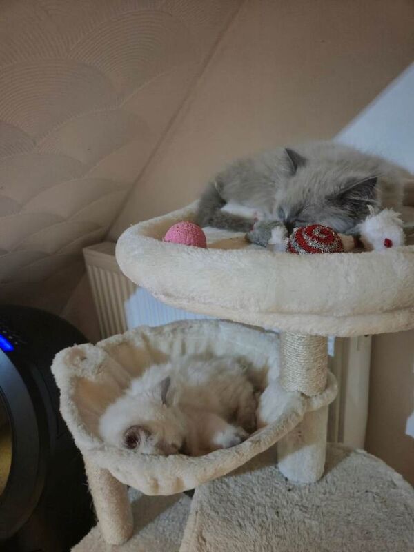 Mink ragdoll boy - Image 4 of 5