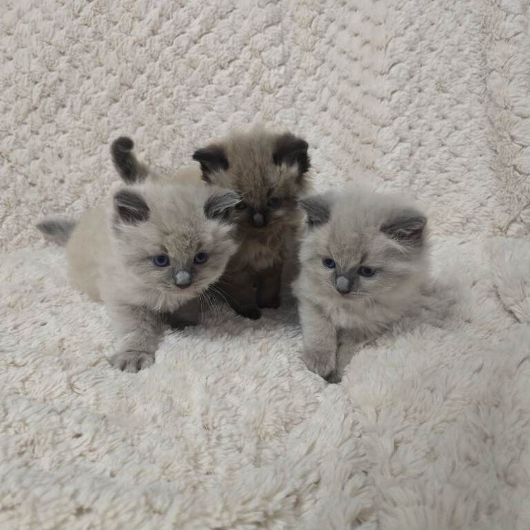 Ragdoll kittens for sale in Galashiels, Roxburgh, Ettrick and Lauderdale – 5 weeks old