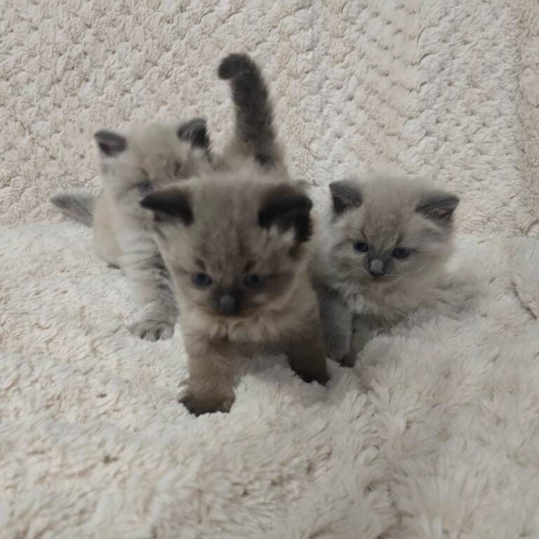 Ragdoll kittens for sale in Galashiels, Roxburgh, Ettrick and Lauderdale – 5 weeks old - Image 2 of 4