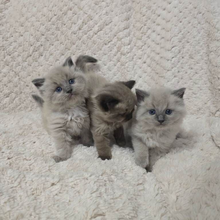 Ragdoll kittens for sale in Galashiels, Roxburgh, Ettrick and Lauderdale – 5 weeks old - Image 3 of 4