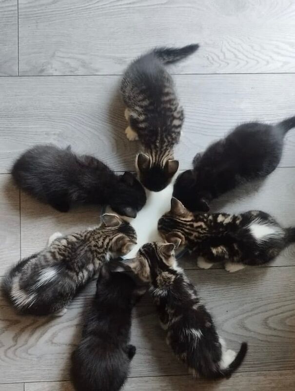 Ragdoll kittens for sale in Sheffield, South Yorkshire – 6 weeks old