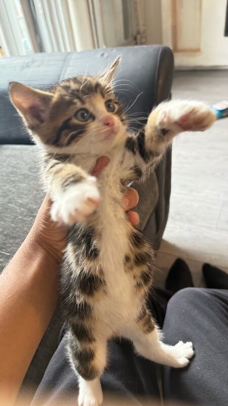 Ragdoll kittens for sale in Sheffield, South Yorkshire – 6 weeks old - Image 2 of 2