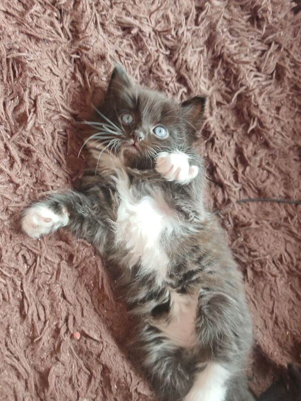 Ragdoll kittens for sale in Lancing, West Sussex – 7 weeks old