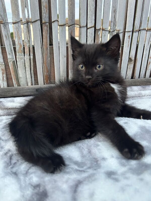 Ragdoll kittens for sale in Canvey Island, Essex – 8 weeks old