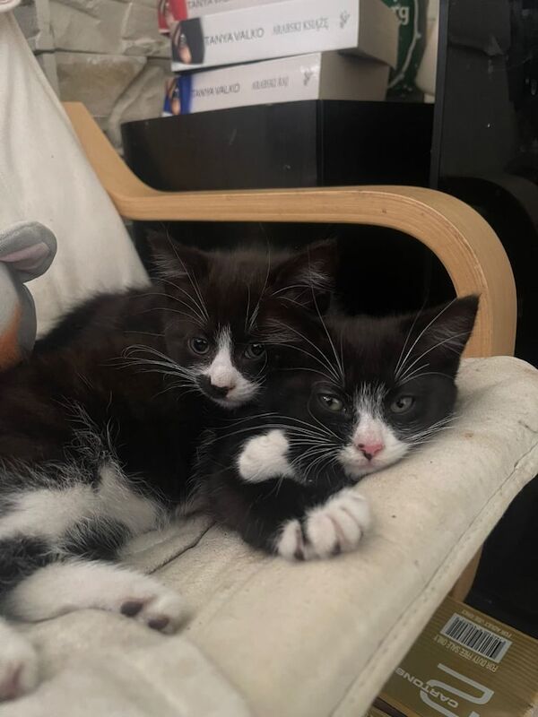 Ragdoll kittens for sale in Canvey Island, Essex – 8 weeks old - Image 2 of 3