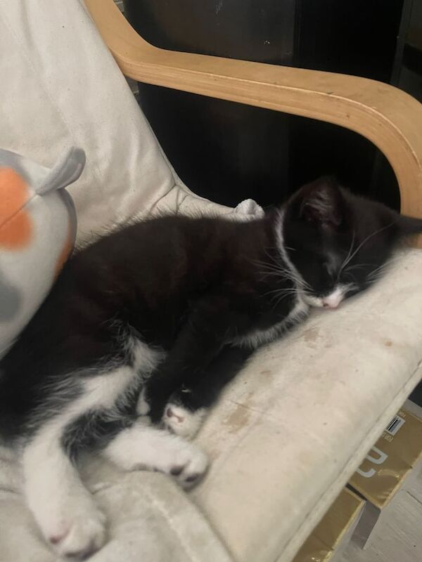 Ragdoll kittens for sale in Canvey Island, Essex – 8 weeks old - Image 3 of 3