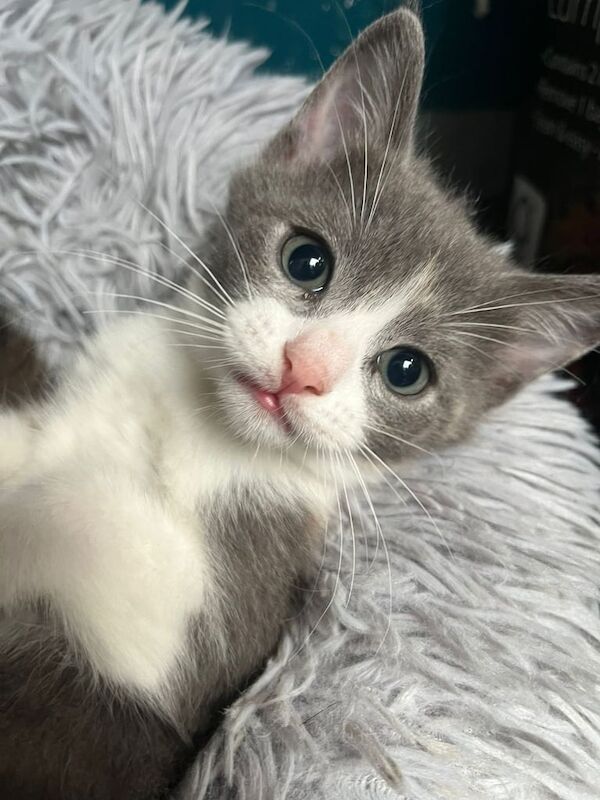 Ragdoll kittens for sale in Luton, Bedfordshire – 9 weeks old - Image 2 of 3