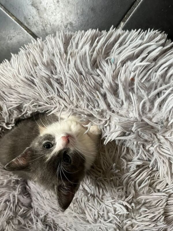 Ragdoll kittens for sale in Luton, Bedfordshire – 9 weeks old - Image 3 of 3