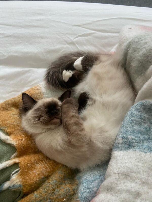 Most beautiful ragdoll male avaliable immediately! for sale in Isle of Dogs, Greater London