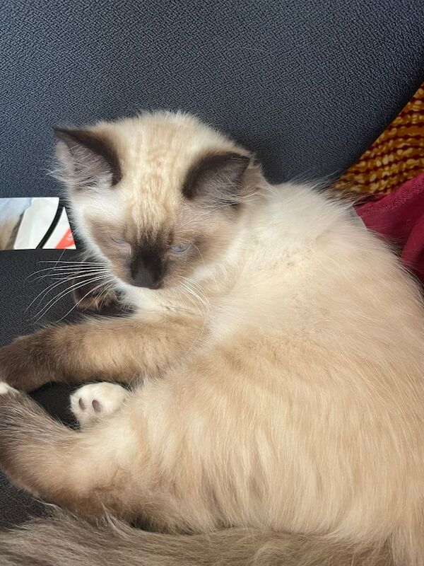 Most beautiful ragdoll male avaliable immediately! for sale in Isle of Dogs, Greater London - Image 2