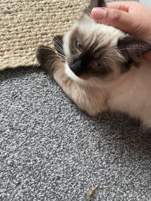 Most beautiful ragdoll male avaliable immediately! for sale in Isle of Dogs, Greater London - Image 3