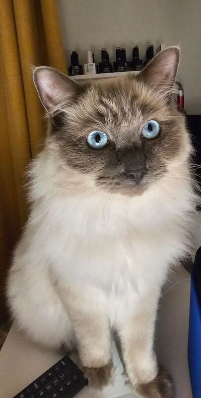 Ragdoll Kittens For Sale