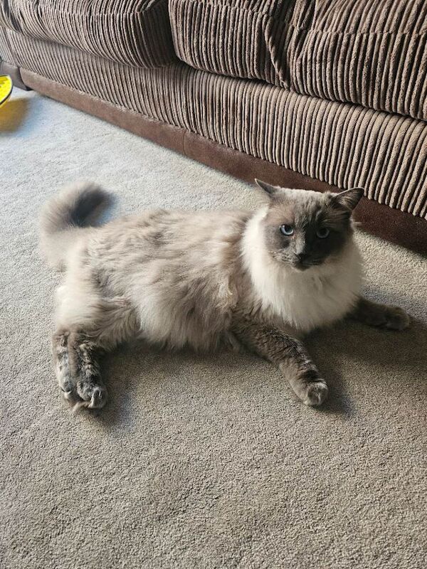Nearly 3 Year Old Male Ragdoll - Image 2 of 3