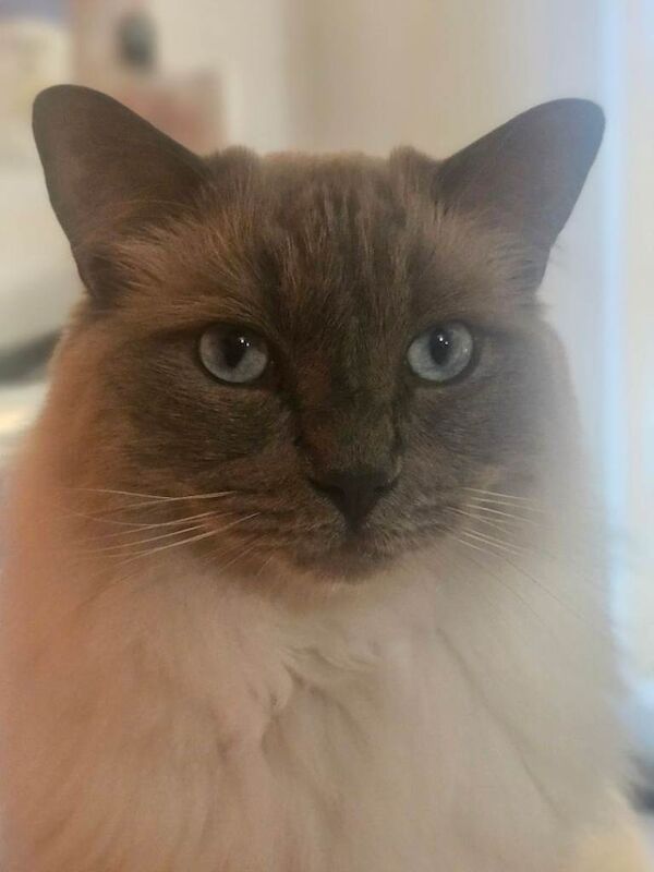 Nearly 3 Year Old Male Ragdoll - Image 3 of 3