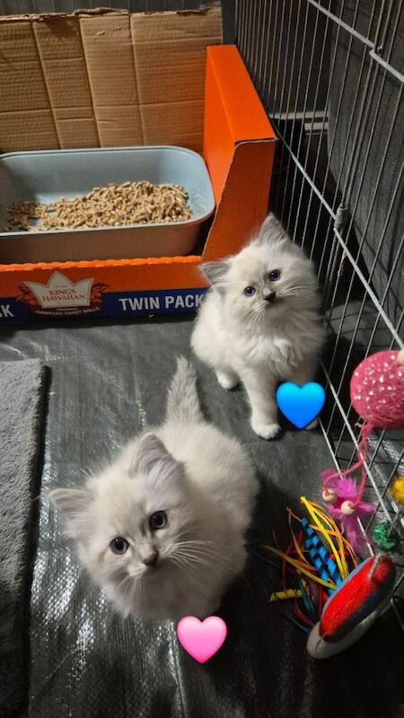 Ragdoll Kittens For Sale
