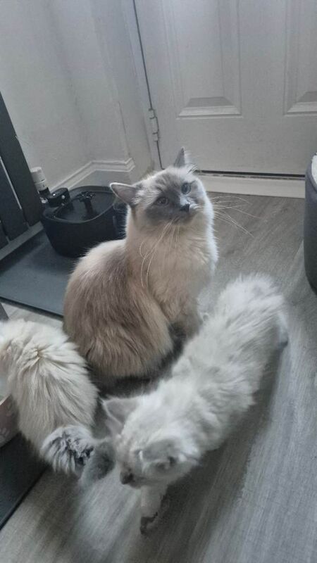 NOW RESERVED Ragdoll Kittens - Image 2 of 4