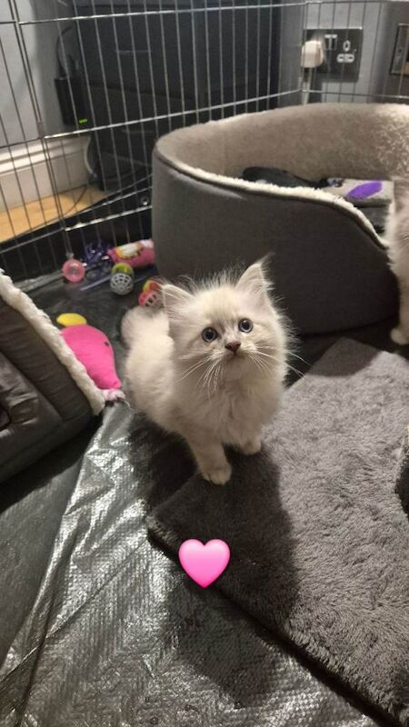 NOW RESERVED Ragdoll Kittens - Image 3 of 4