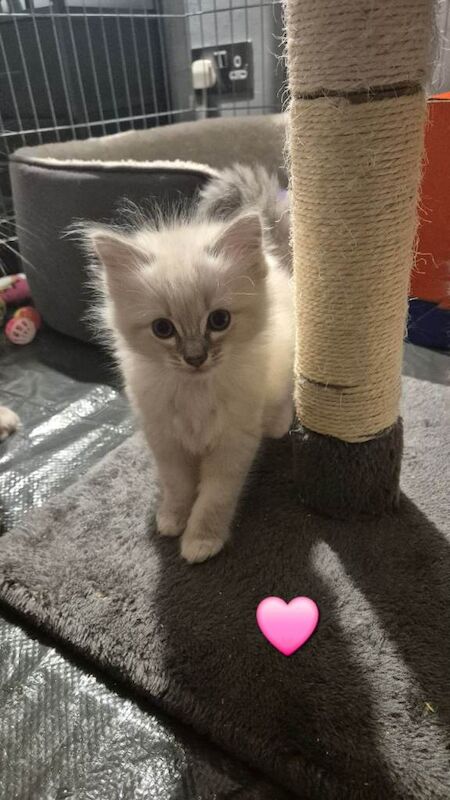 NOW RESERVED Ragdoll Kittens - Image 4 of 4