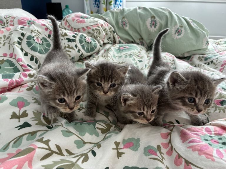 Only 2 girls left 4 Beautiful Half-Ragdoll Kittens