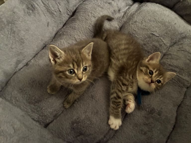 Only 2 girls left 4 Beautiful Half-Ragdoll Kittens - Image 2 of 3
