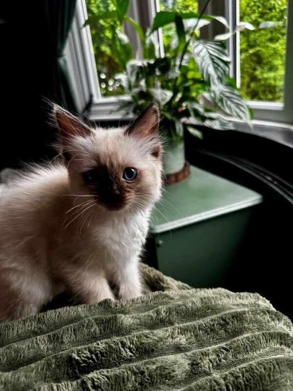 Ragdoll Kittens For Sale