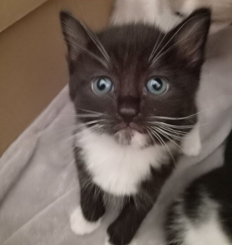 Part Ragdoll Kittens for sale in Portslade Village, East Sussex | Image 3